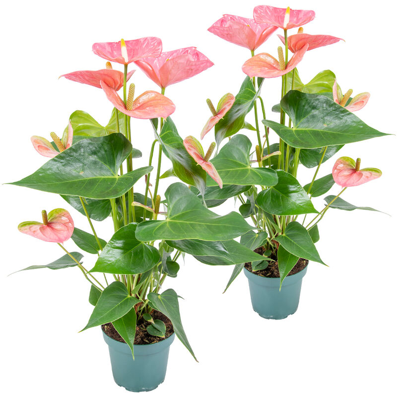 2x Anthurium 'Aristo' Rose - Plante Flamingo - Entretien facile - ⌀12 cm - ↕30-40 cm
