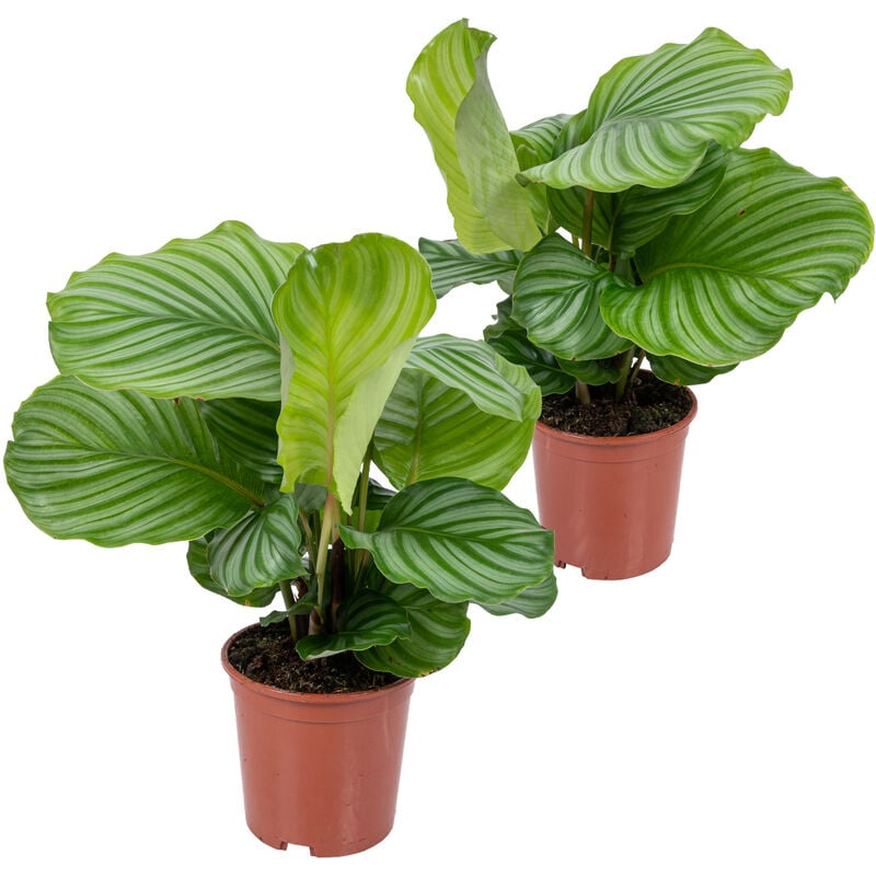 2x Calathea Orbifolia - Plante paon - Plante d'intérieur - Purificateur d'air - ⌀14 cm - ↕40-45 cm - Green