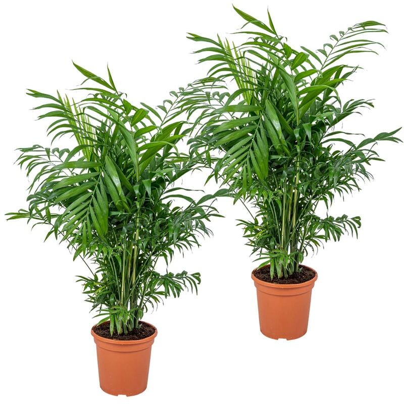 2x Chamaedorea Elegans - Palmier nain mexicain - Plante d'intérieur - purificateur d'air – ⌀17 cm - ↕50-60 cm
