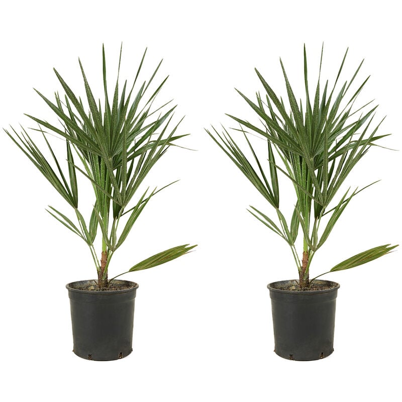 2x Chamaerops Humilis – Palmier nain européen – Palmier – Résistant à l'hiver - ⌀15 cm - ↕50-60 cm