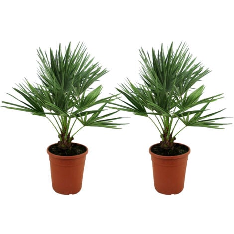 2x washingtonia robusta - palmier mexicain - palmier extérieur - persistant  – ⌀17 cm - ↕60-75 cm