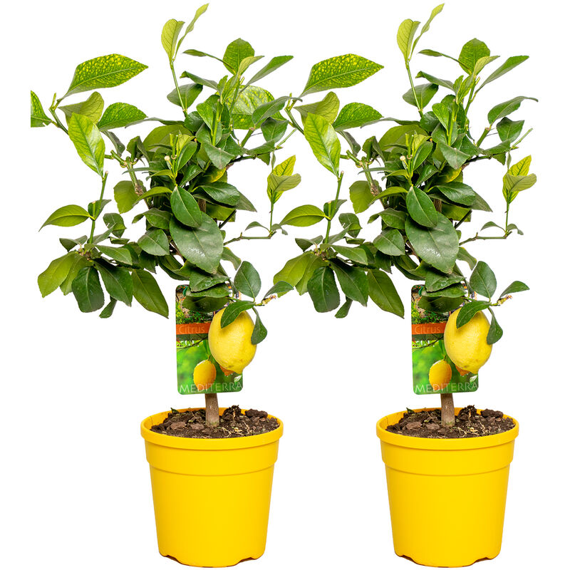 2x Citrus limon - Citronnier - Arbre fruitier - Persistant - ⌀19 cm - ↕60-70 cm