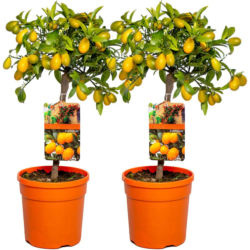 Bloomique - 2x Citrus margarita 'Kumquat' - Oranger - Arbre fruitier - Persistant - ⌀19 cm - ↕50-60 cm - Green