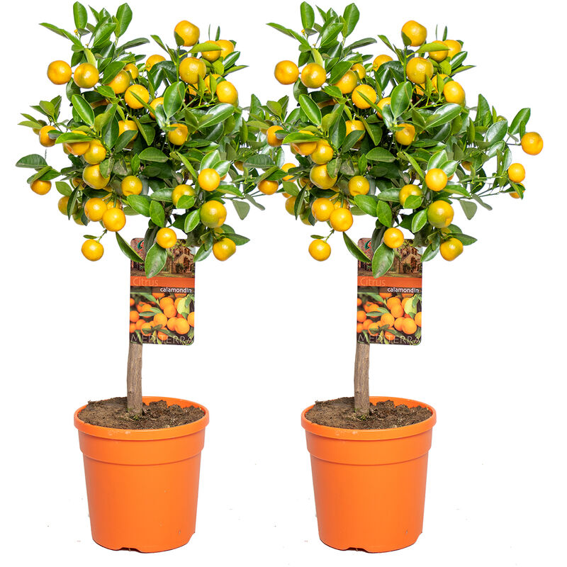 2X Citrus mitis 'Calamondin' - Mandarinier - Arbre fruitier - Persistant - ⌀19 cm - ↕55-65 cm
