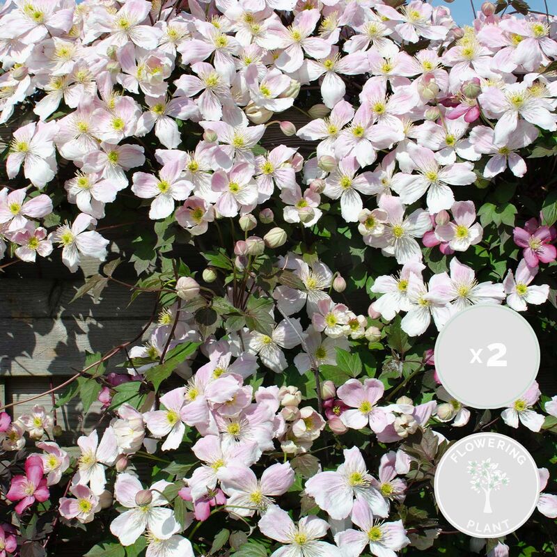 Bloomique - 2x Clematis Montana 'Fenne' - Liane forestière - Plante grimpante - Facile d'entretien – ⌀ 15 cm - ↕60-70 cm