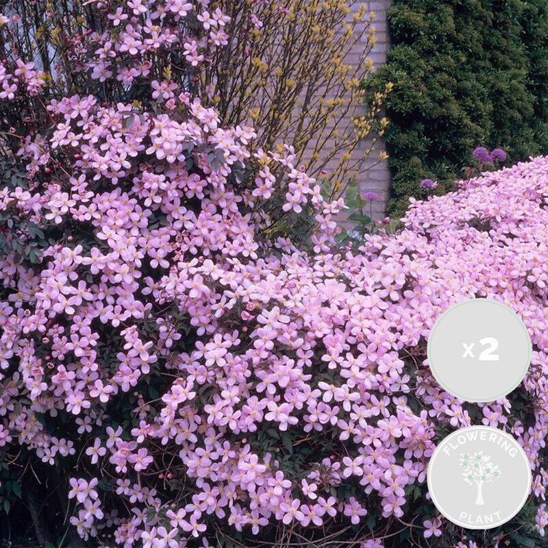 Bloomique - 2x Clematis montana var. 'Rubens' – Vigne forestière – Plante grimante – ⌀15 cm - ↕60-70 cm - Pink