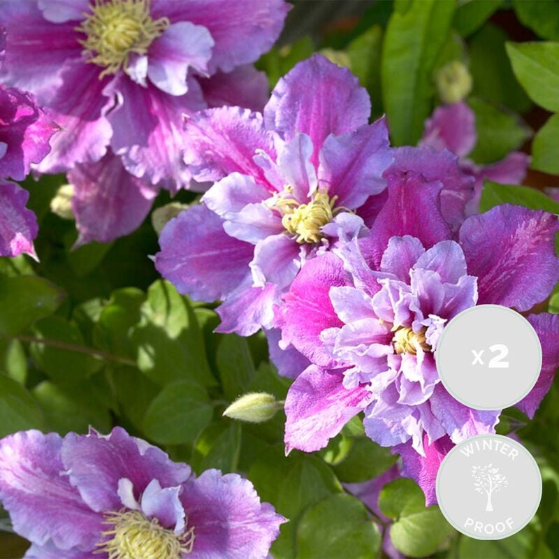 2x Clematis Piilu – Liane des bois à grandes fleurs – Plante grimante –Rustique-⌀15 cm - ↕60-70 cm