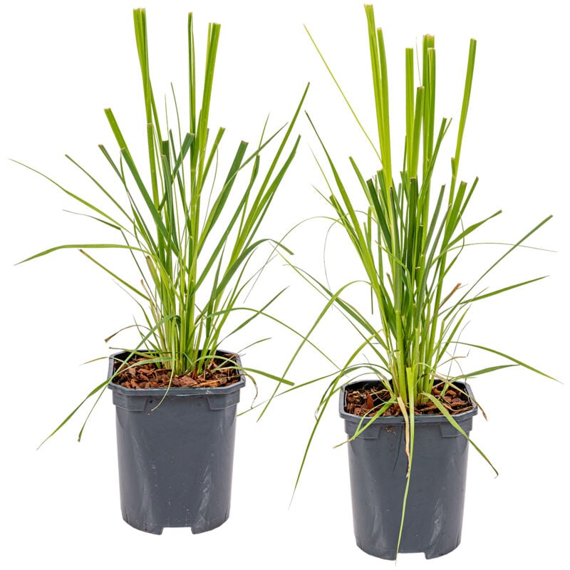 2x Cortaderia selloana Pumila P13H30