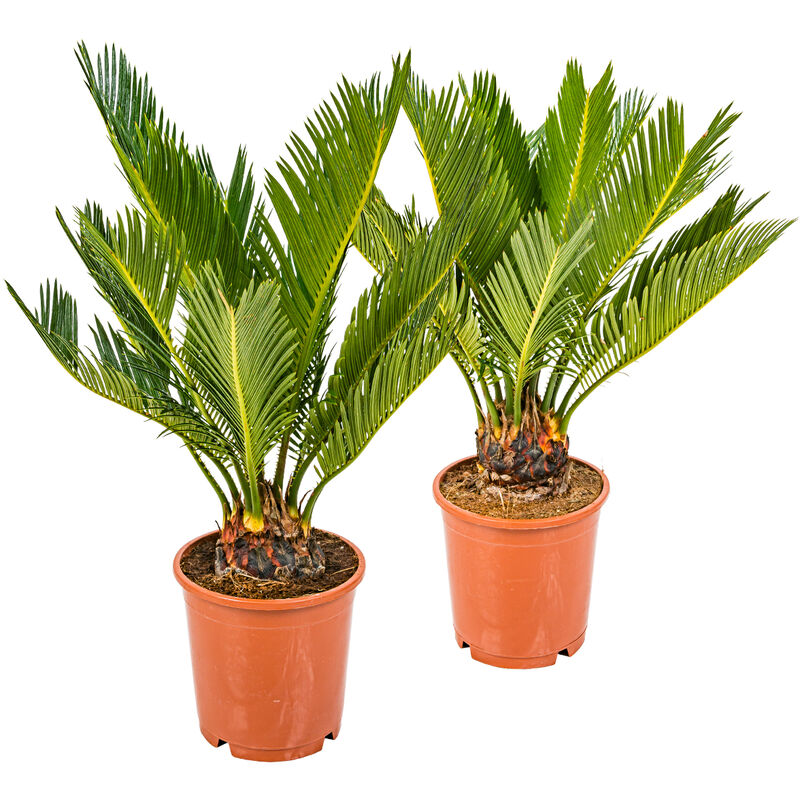 Bloomique - 2x Cycas Revoluta – Peace Palm – Palmier – Facile d'entretien - ⌀12 cm - ↕30-40 cm - Green