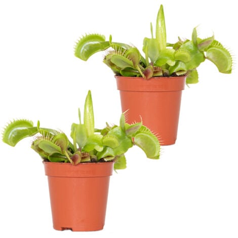 BLOOMIQUE 2x Dionaea Muscipula – Fleischfressende Pflanze – Pflegeleicht –⌀6 cm – ↕05-10 cm