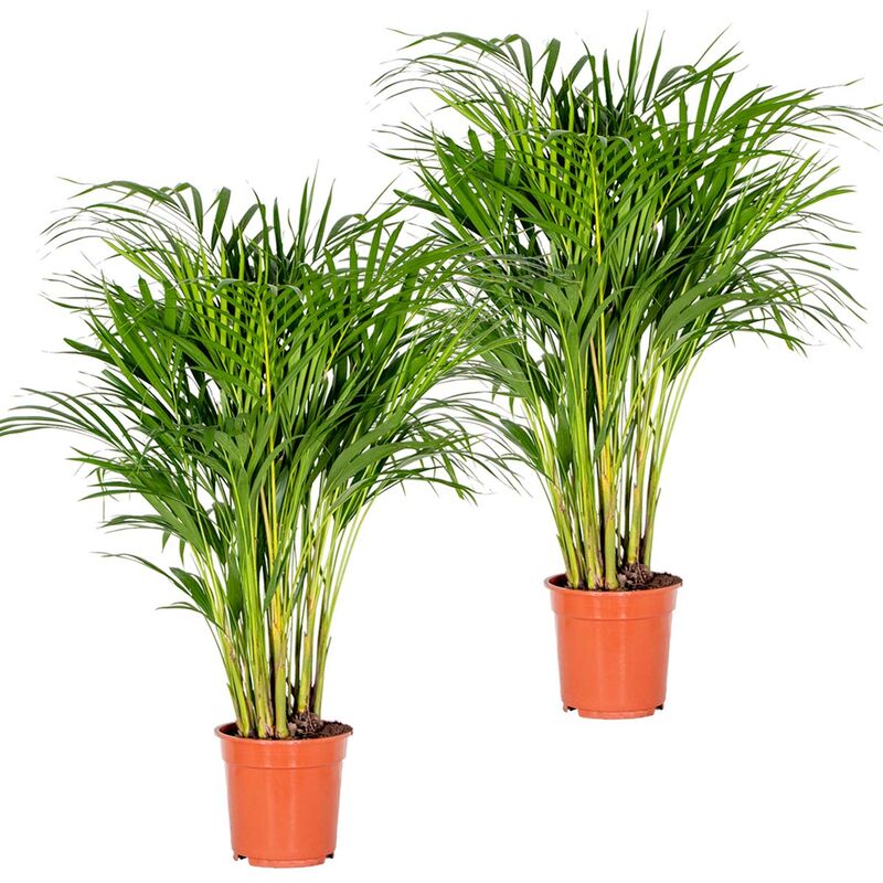 Bloomique - 2x Dypsis Lutescens - Golden Palm - Plante d'intérieur - Entretien facile – ⌀20 cm - ↕90-100 cm - Green