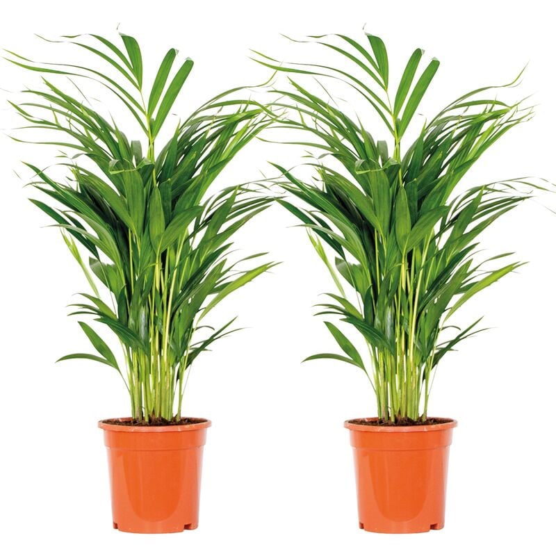 Bloomique - 2x Dypsis Lutescens - Palmier doré - Plante d'intérieur - Facile d'entretien - ⌀17 cm - ↕60-70 cm