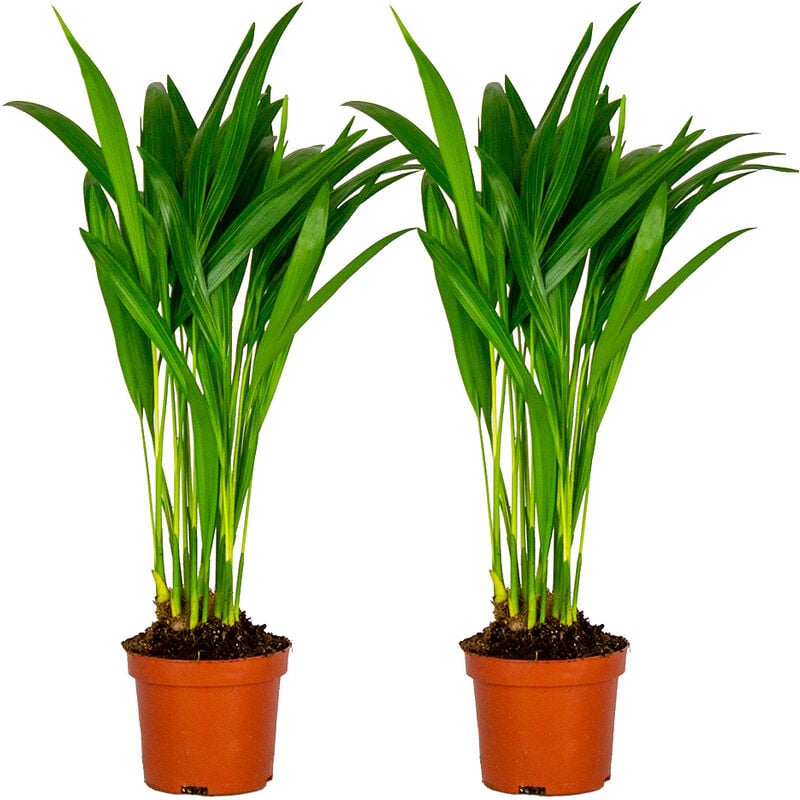 Bloomique - 2x Dypsis Lutescens - Palmier Dorés - Plante d'intérieur - Entretien facile – ⌀10.5 cm - ↕25-30 cm - Green