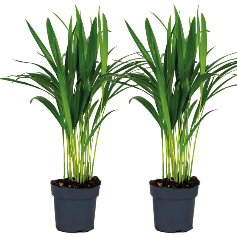 Bloomique - 2x Dypsis Lutescens - Palmier Dorés - Plante d'intérieur - Entretien facile – ⌀12 cm - ↕20-25 cm - Green