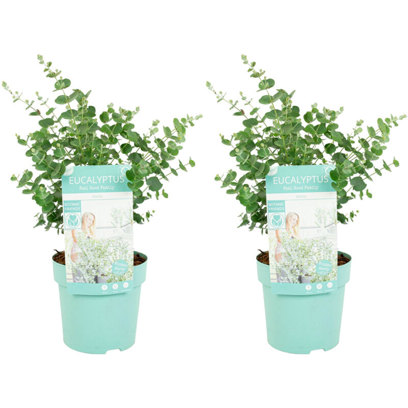 Bloomique - 2x Eucalyptus Gunnii Azura P15H25