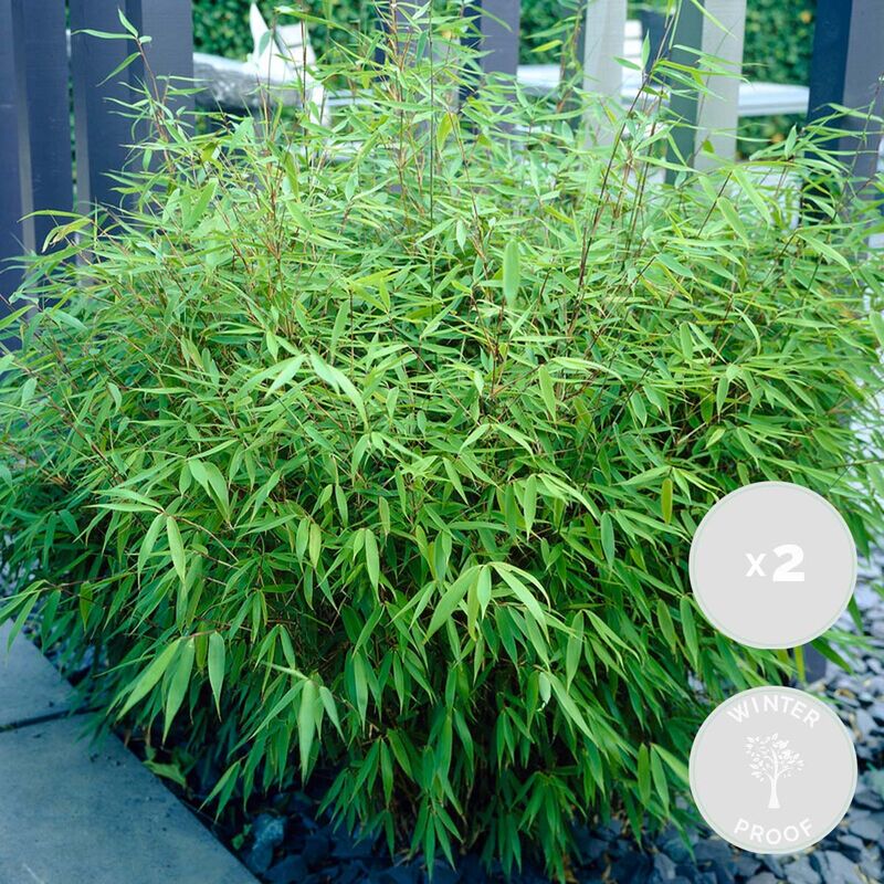 Bloomique - 3x Fargesia Formidable – Bambou – Plante de jardin – Résistante à l'hiver - ⌀13 cm - ↕30-40 cm - Green