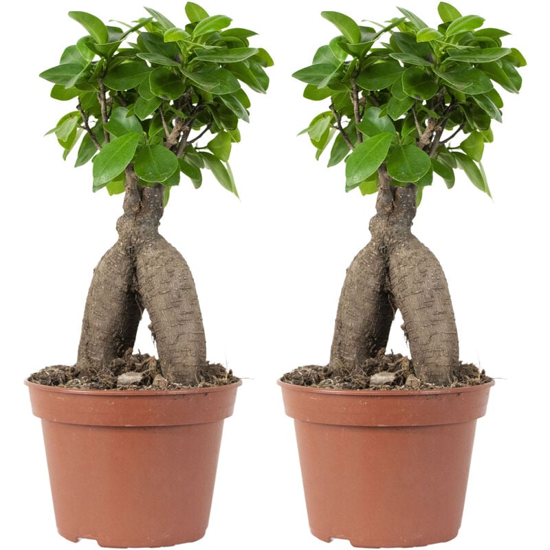 2x Ficus microcarpa 'Ginseng' – Bonsaï – Plante d'intérieur – ⌀15 cm - ↕25-35 cm - Green