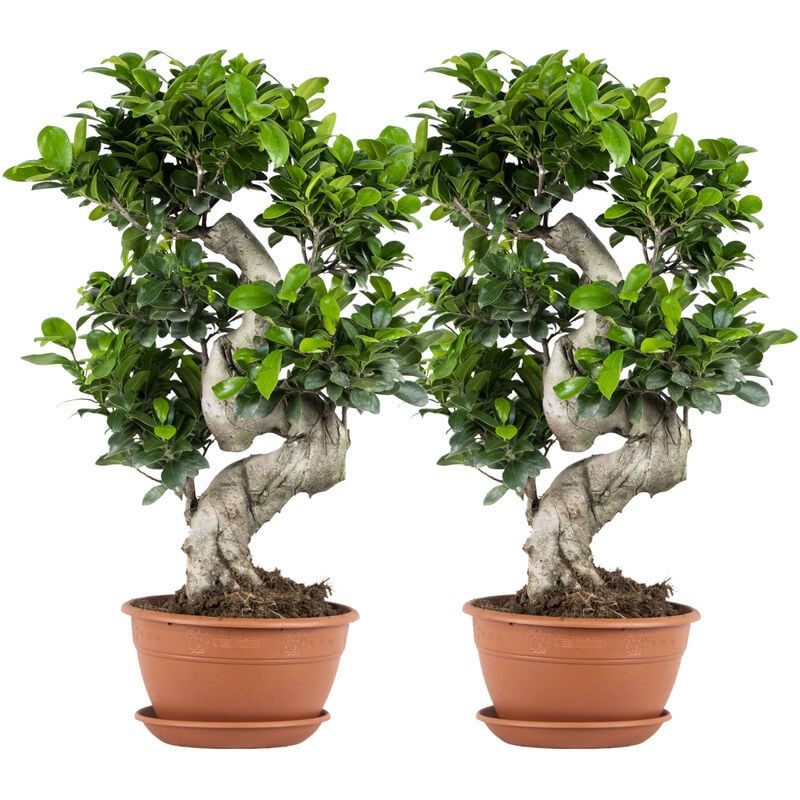 Bloomique - 2x Ficus microcarpa 'Ginseng' en forme de s – Bonsaï – Plante d'intérieur – ⌀22 cm - ↕60-70 cm
