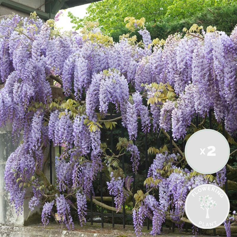 Bloomique - 2x Glycine Prolifique – Glycine – Plante grimpante – Facile d'entretien - ⌀15 cm - ↕60-70 cm - Blue