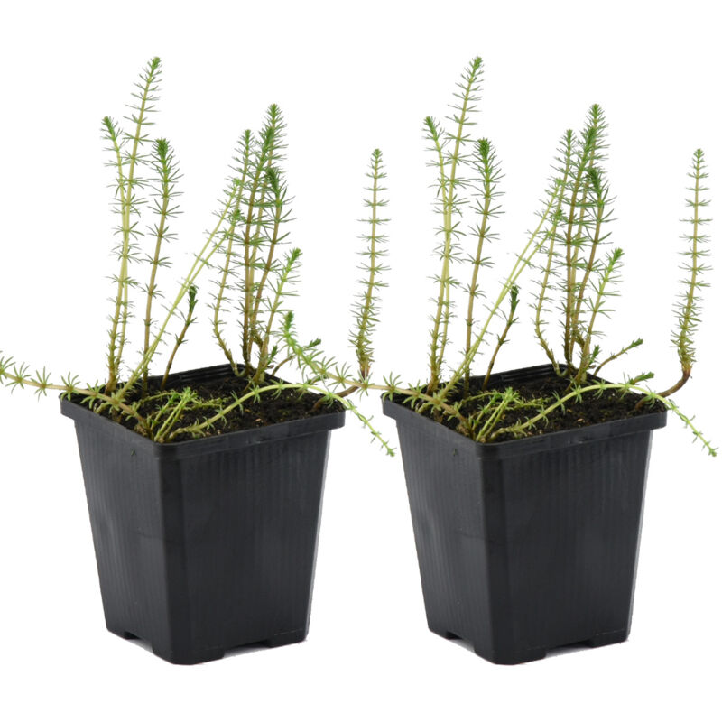 2x Hippuris Vulgaris P11H25