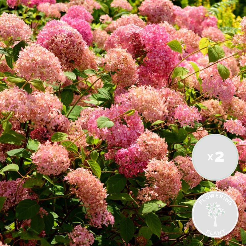 2x Hortensia arborescens 'Pink Annabelle' - Hortensia - Arbuste - Rustique – ⌀19 cm - ↕40-50 cm - Pink