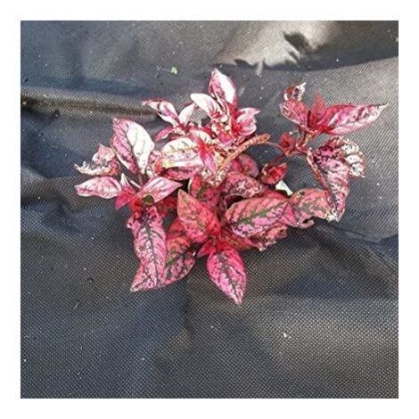 2x Large weed membrane 8m x 1.5m sheet cover garden fabric 50gsm