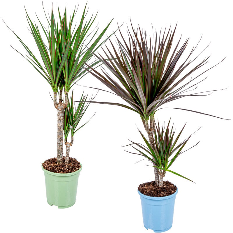 Bloomique - 2x Mélange de plantes d'intérieur Dracaena - Marginata-Magenta – ⌀17 cm - ↕65-75 cm - Green