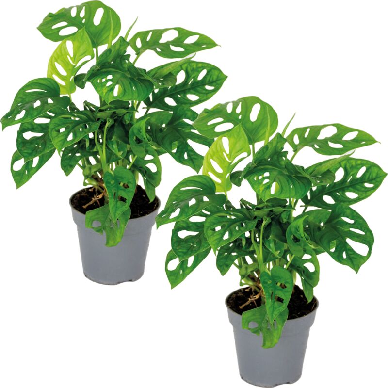 Bloomique - 2x Monstera adansonii 'Monkey Leaf' - Plante creuse - Purificateur d'air – ⌀12 cm - ↕20-25 cm - Green