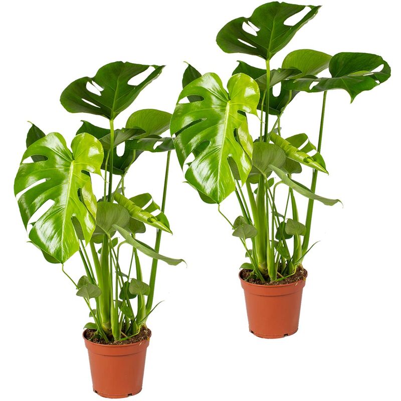 Bloomique - 2x Monstera Deliciosa - Plante trouée - Plante d'intérieur - Purificateur d'air – ⌀17 cm - ↕50-60 cm - Green