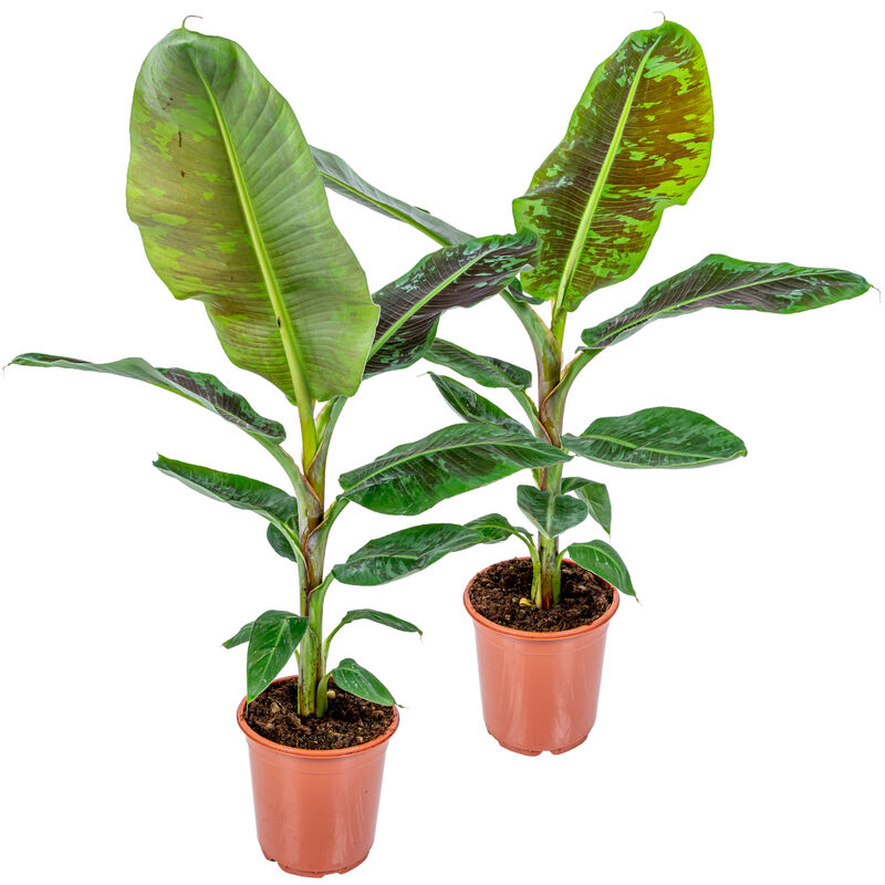 Bloomique - 2x Musa Cavendish - Bananier - Plante d'intérieur - Purificateur d'air - ⌀21 cm - ↕90-100 cm - Green