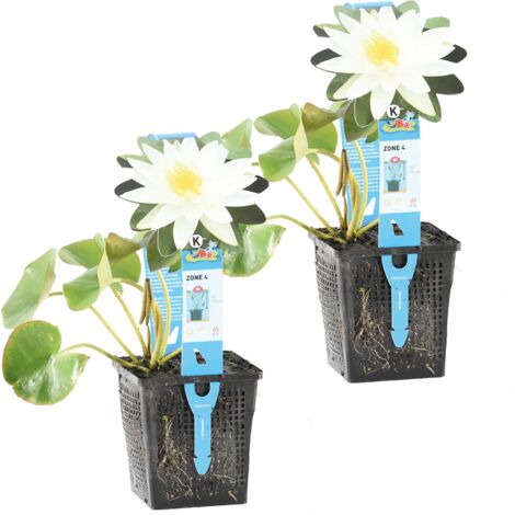 2 Hydrocotyle Variegata - Plante Aquatique Panachée - ⌀11cm - 15-25cm