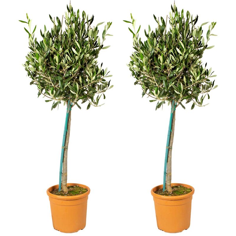 Bloomique - 2x Olea Europaea - Olivier sur tronc - Arbre - Rustique – ⌀19 cm - ↕80-90 cm - Green