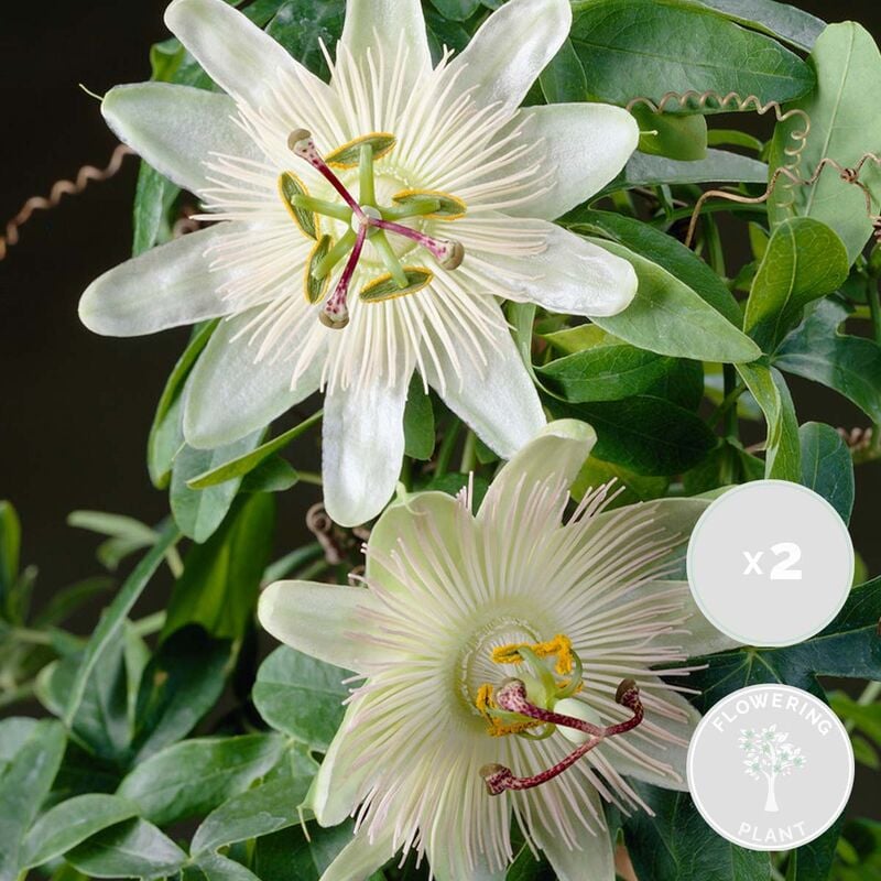 Bloomique - 2x Passiflora Elliot – Passiflore – Plante grimante – Facile d'entretien - ⌀15 cm - ↕60-70 cm