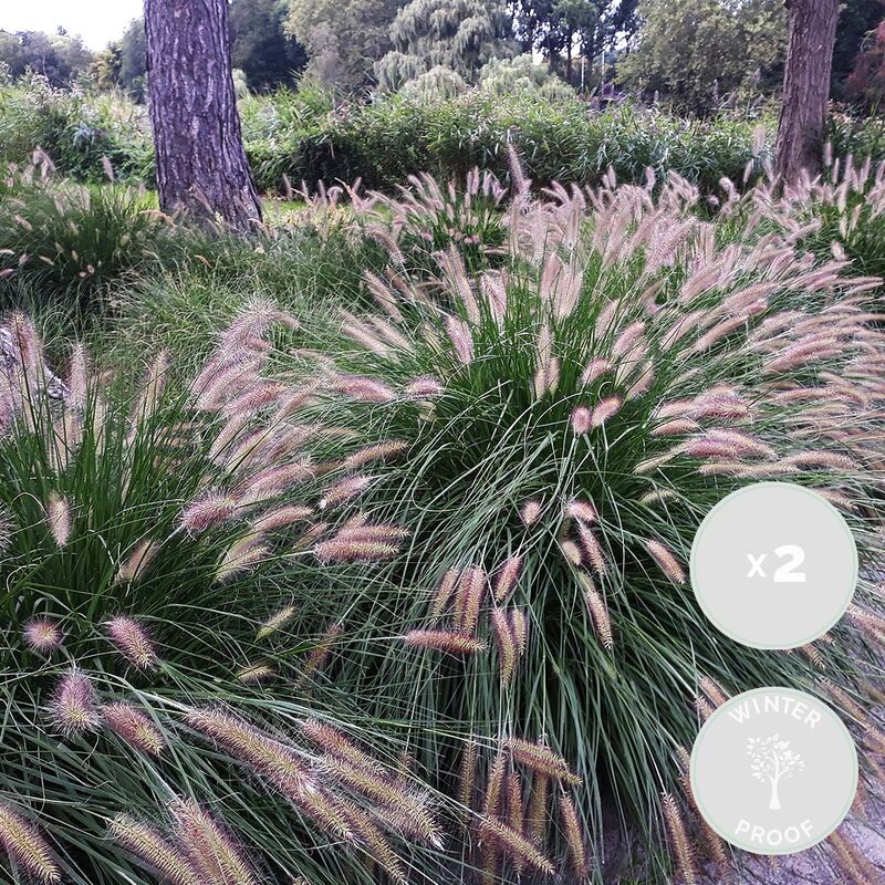 Bloomique - 2x Pennisetum 'Hameln' - Herbe à abat-jour - Graminées ornementales - Rustique - ⌀13 cm - ↕15-20 cm