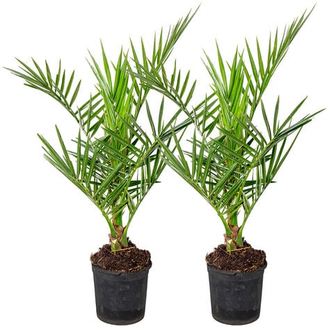 2x Phoenix Canariensis P15H60