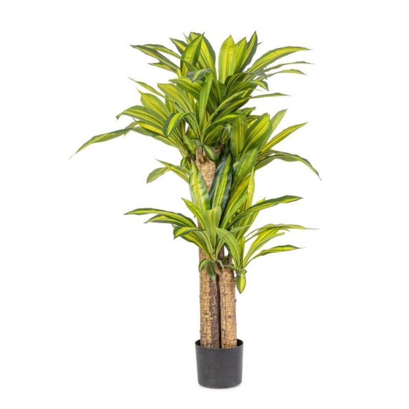 Iperbriko - 2x Pianta dracaena c - D.100x130h in plastica