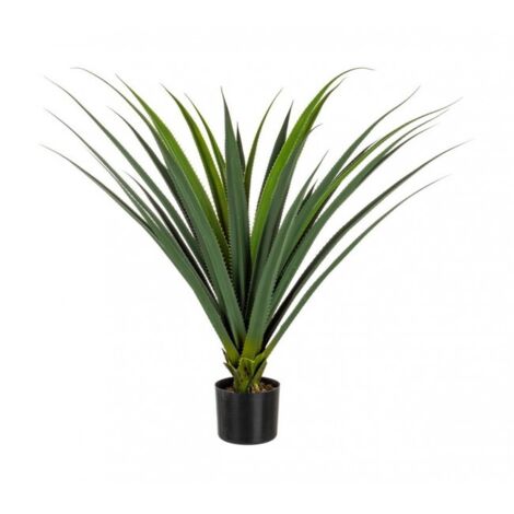 2x Pianta Ruscaceae C-Vaso 28Foglie H90Cm