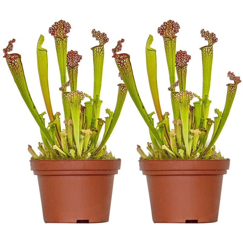 Bloomique - 2x Sarracenia 'Juthatip Soper' – Plante carnivore – Entretien facile ⌀12 cm – ↕10-20cm - Red