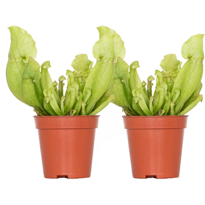 Bloomique - 2x Sarracenia 'Juthatip Soper' – Plante carnivore – Entretien facile ⌀6 cm – ↕05-10 cm