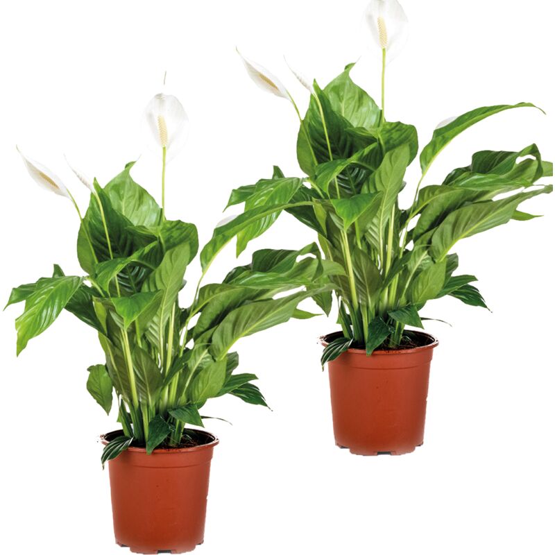 Bloomique - 2x Spathiphyllum 'Bingo Cupido' - Plante cuillère - Purificateur d'air – ⌀17 cm - ↕65-75 cm - White