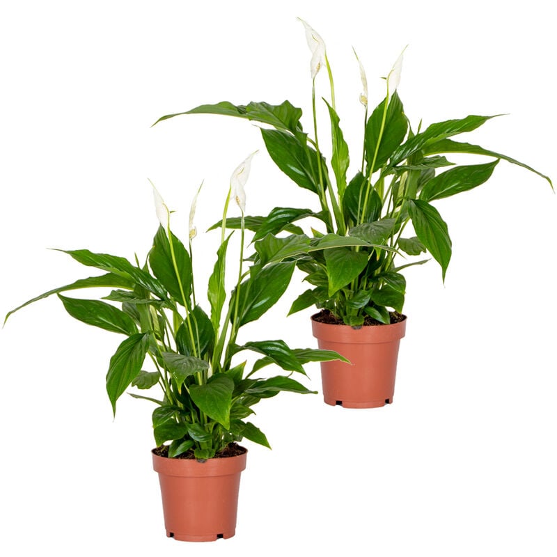 Bloomique - 2x Spathiphyllum 'Torelli' - Peace Lily - Purificateur d'air - ⌀12 cm - ↕35-45 cm