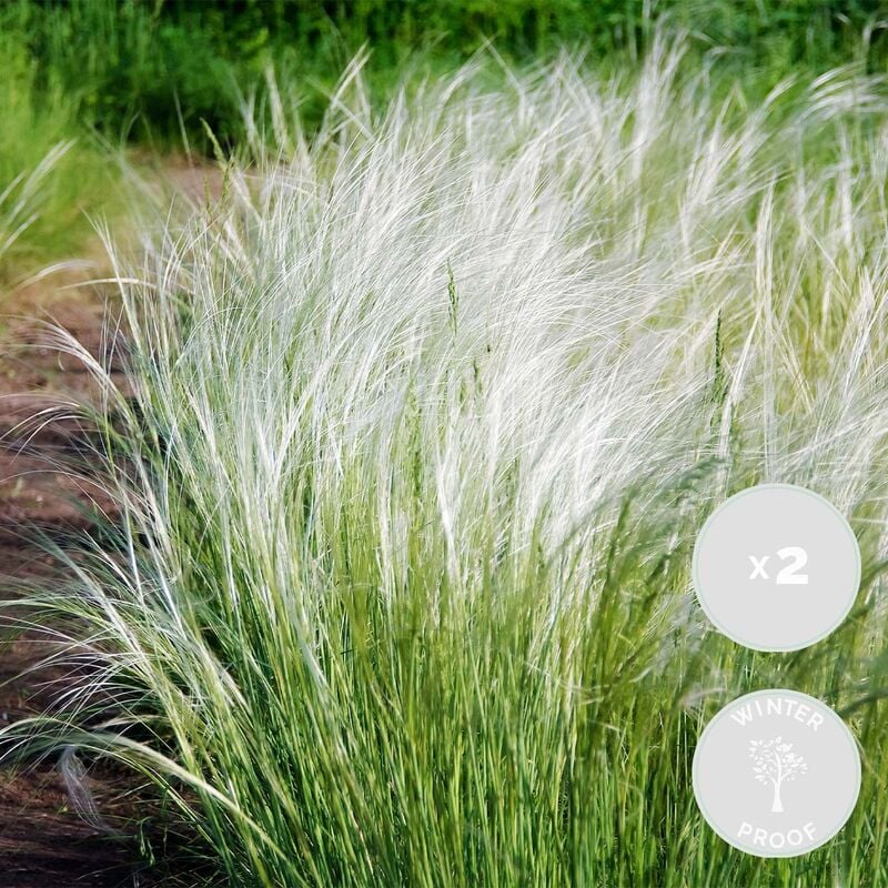 Bloomique - 2x Stipa tenuifolia 'Ponytails' - Herbe à plumes - Rustique - ⌀13 cm - ↕20-25 cm - Green