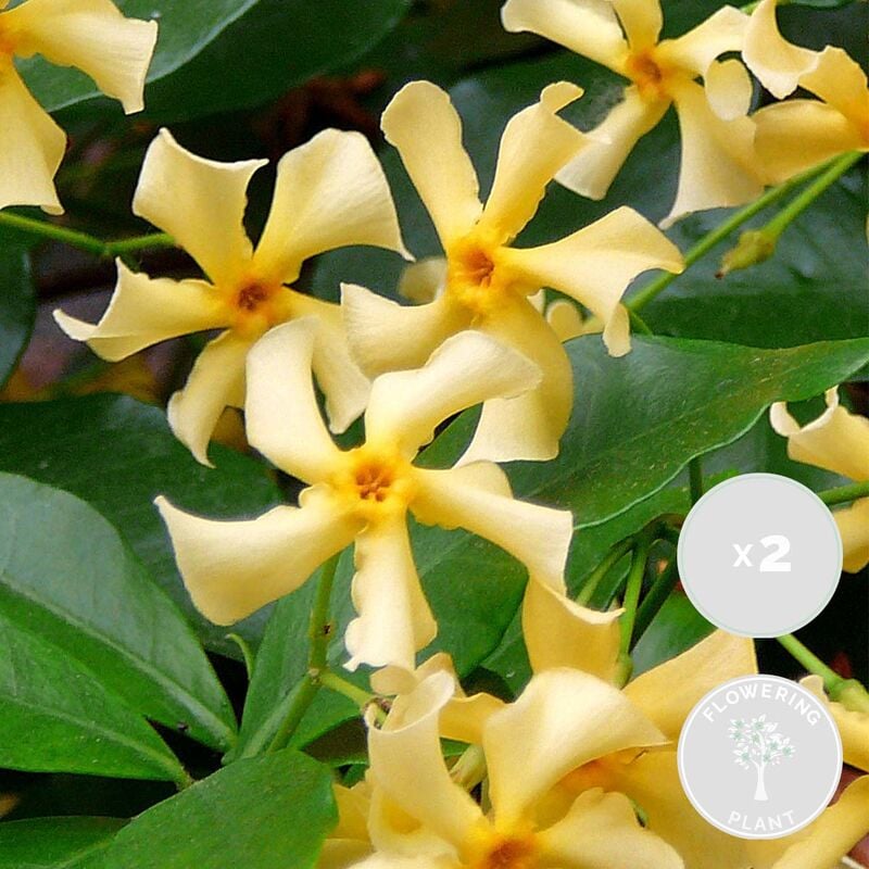 2x Trachelospermum Star of Toscana – Jasmin de Toscane jaune – Plante grimante - ⌀15 cm -↕60-70 cm