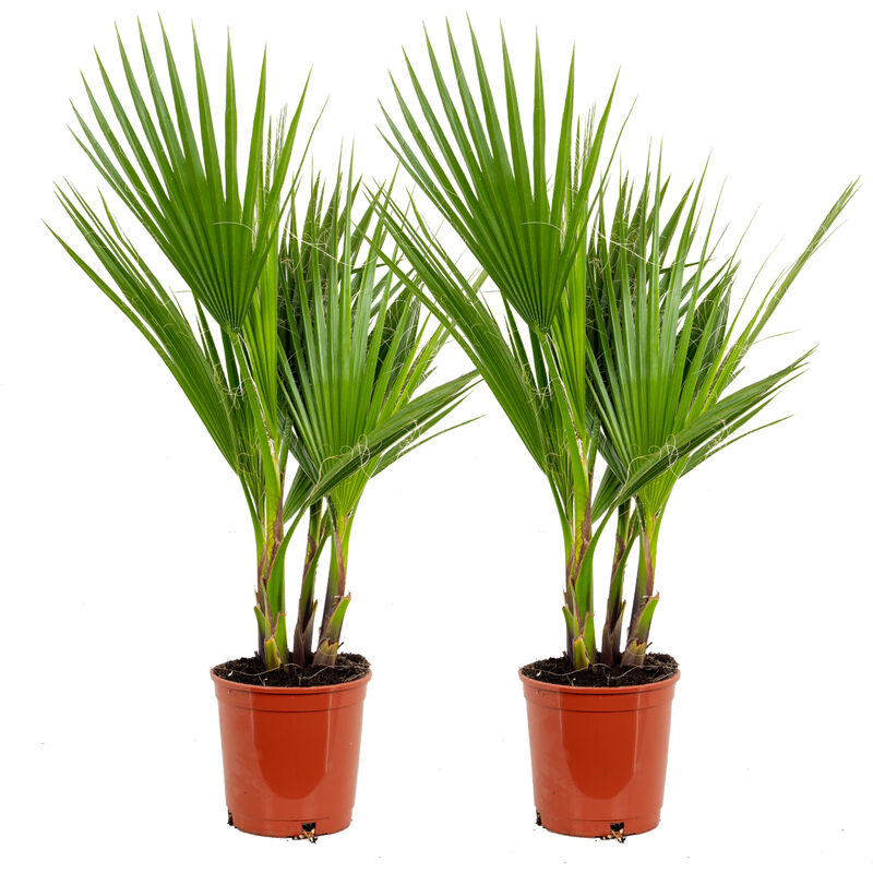 Bloomique - 2x Washingtonia Robusta - Palmier éventail mexicain - Palmier - à feuilles persistantes - ⌀17 cm - ↕70-80 cm - Green