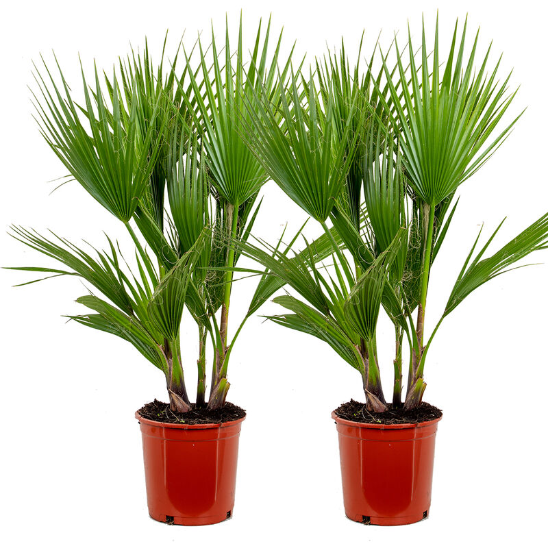 Bloomique - 2x Washingtonia Robusta - Palmier Mexicain - Palmier Extérieur - Persistant – ⌀21 cm - ↕80-100 cm - Green