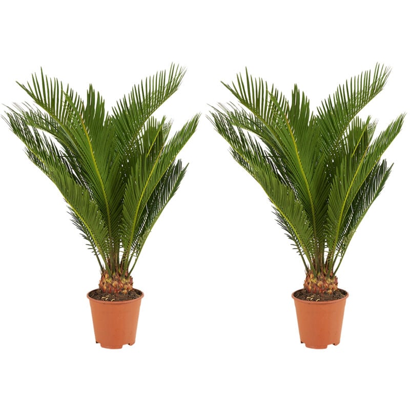 2x Cycas P15H50