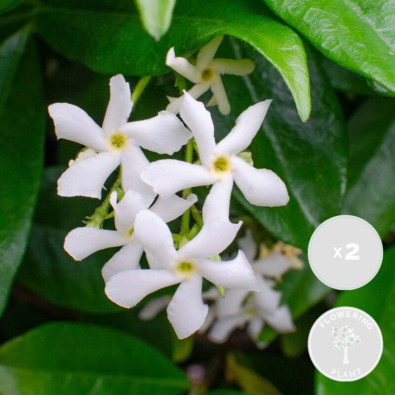 Bloomique - 2xTrachelospermum Étoile de Venise – Jasmin de Toscane – Plante grimpante –Rustique-⌀15 cm-↕60-70cm - White