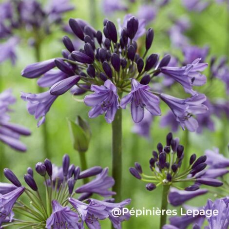 3 Agapanthes 'Poppin' Purple' ® (Agapanthus 'Poppin' Purple' ®)
