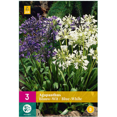 JUB 3 AGAPANTHUS BLEU/BLANC