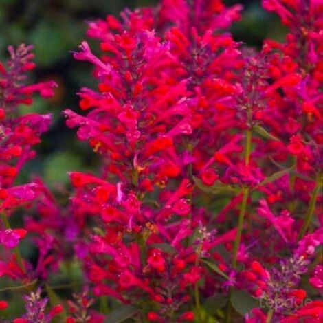 PÉPINIÈRES NAUDET 3 Agastaches 'Kudos Coral®'